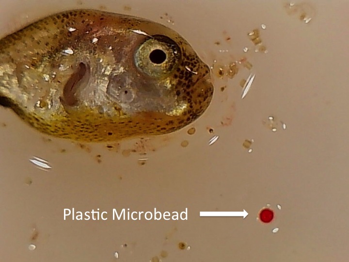 Microbeads-Slide1